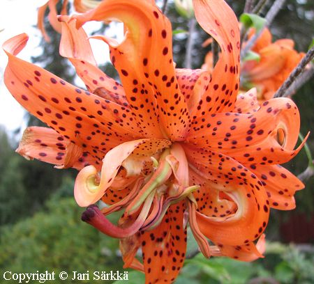 Lilium lancifolium 'Flore Pleno', tiikerililja